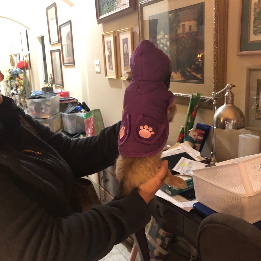 Purple jacket/ hood/ reversible/Velcro/,paw 🐾 prints